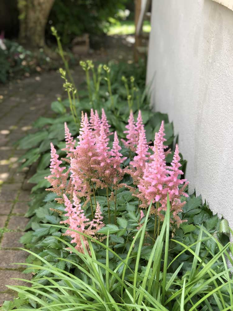 48 60 Wellington Ave -Beautiful flowers - The Elizabeth Winterbottom Team