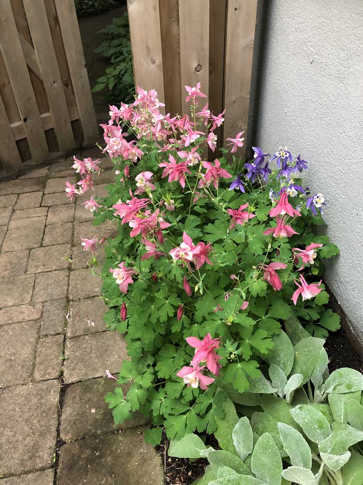 49 60 Wellington Ave -Beautiful flowers - The Elizabeth Winterbottom Team