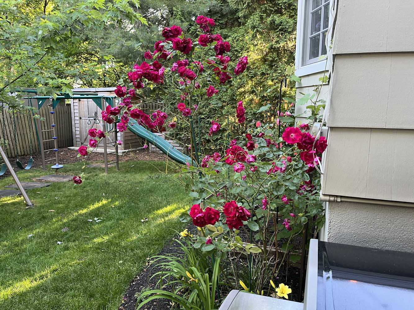 50 60 Wellington Ave -Beautiful flowers - The Elizabeth Winterbottom Team