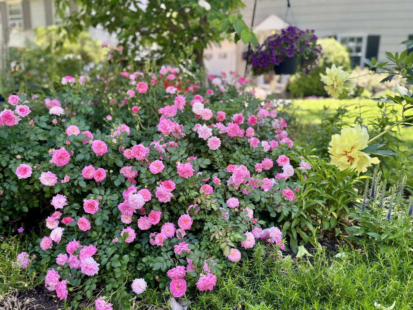 51 60 Wellington Ave -Beautiful flowers - The Elizabeth Winterbottom Team