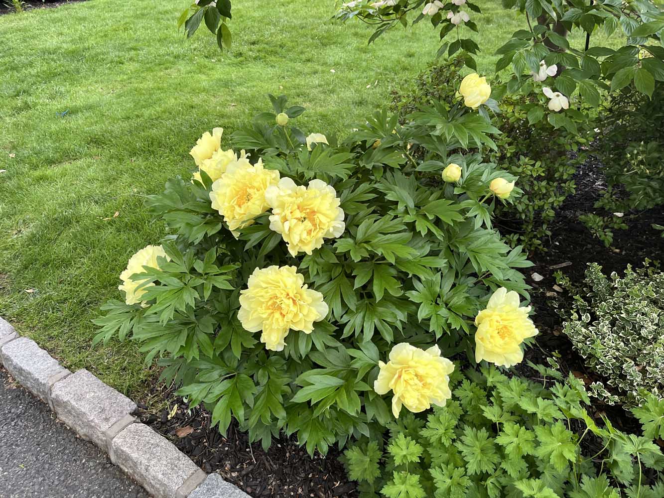 54 60 Wellington Ave -Beautiful flowers - The Elizabeth Winterbottom Team